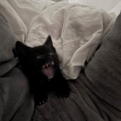 ОлесяАхмад