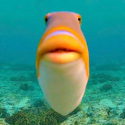 Гудящийхорек