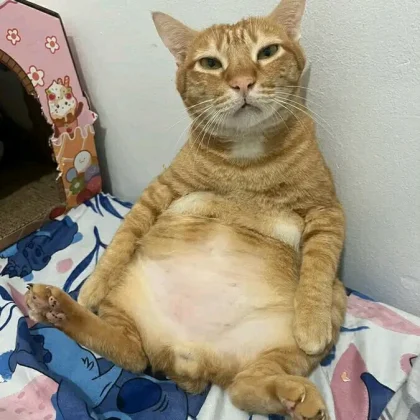 какашонок