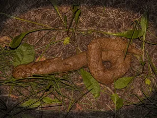 Удобрила дерево