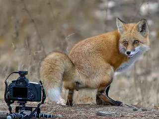 Лисичка троллит фотографа