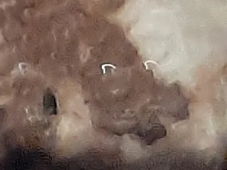 Говно