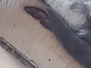 Кошенятский сосисон