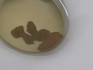Сардельки