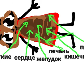 Анатомия какашки