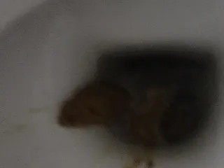 Стремительное облегчение