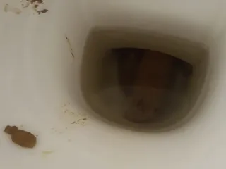 Аллигатор в засаде
