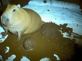 Срулик