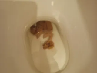 Утренний дристон