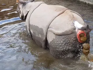Носорог срет