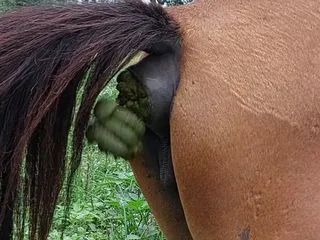 Лошадка срет