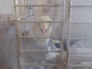 Папуг срет