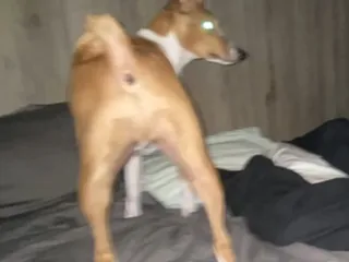 Моя собака хочет насрать мне в рот