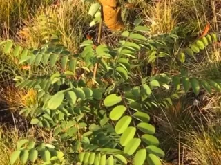 Какашка на школьном дворе!