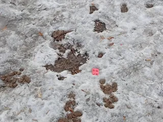 Минное поле