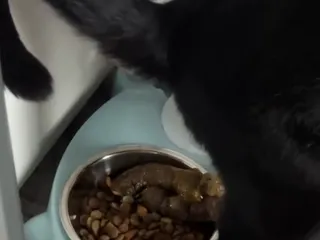 Кошка высрала какашку на миску