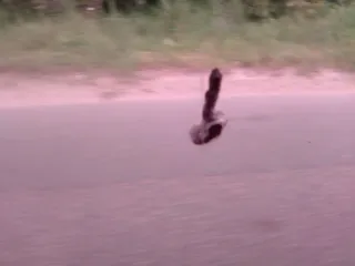 Птица настала на автобус!