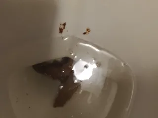 Я люблю кал