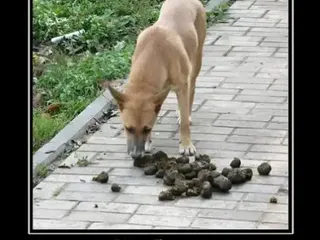 Собака пожуй говна