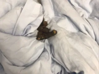 сабака насрала на одеяло