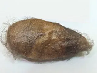 баребух вырвал