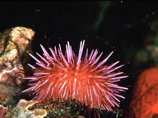 Это для тебя