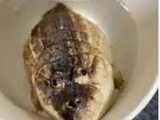 Диноящерецозавр