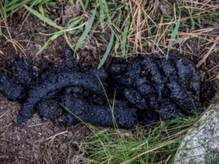 Переплетенные найденные детективом какашки