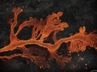 Грибки в кале