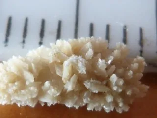 Волосатая какашка