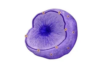 Ядерная какашка