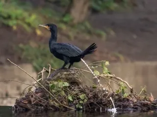 Пеликан ссыт