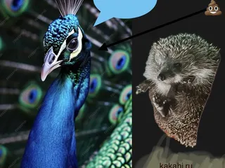 Какахи ру побеждает