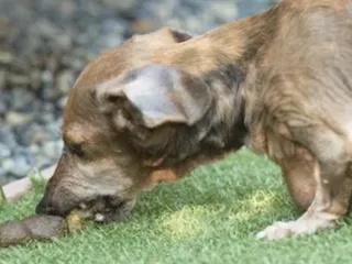 Собака ест кучу говна