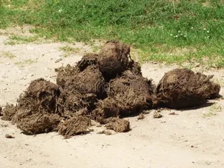 Коний навоз на дароге