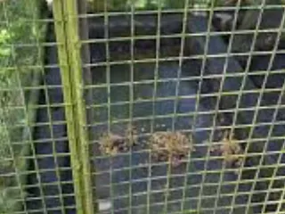 Какашки в клетке