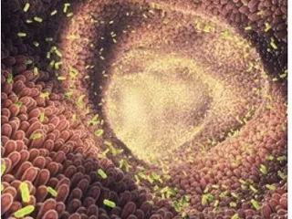 Вот через что проходят какашулечки и кста абсолютно много микробов здесь