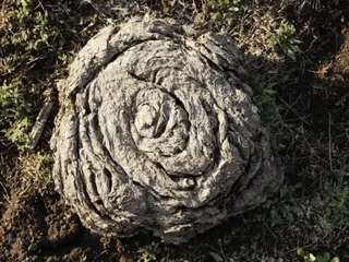 Засохший навоз бизона