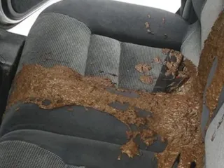 Машина забрызгана дристнЕй