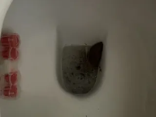 Иволга