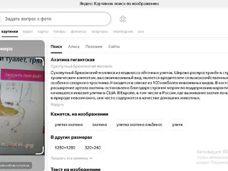 это не говноед это улитка ахатина гиганская