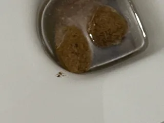 двухглавый змей