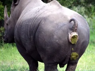 Носорог срет