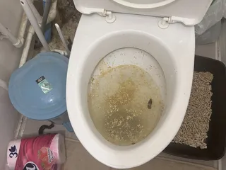 свободное плавание