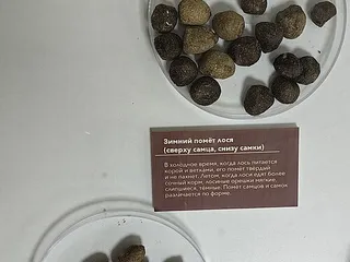 зимние какашки оленя