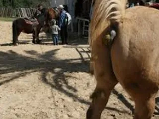 говно из лошадиной жопы