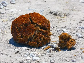 гиганская какашка слона