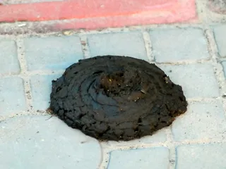 какашка курицы