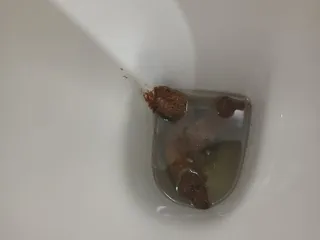 Говно в унитазе