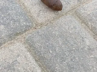 Дима